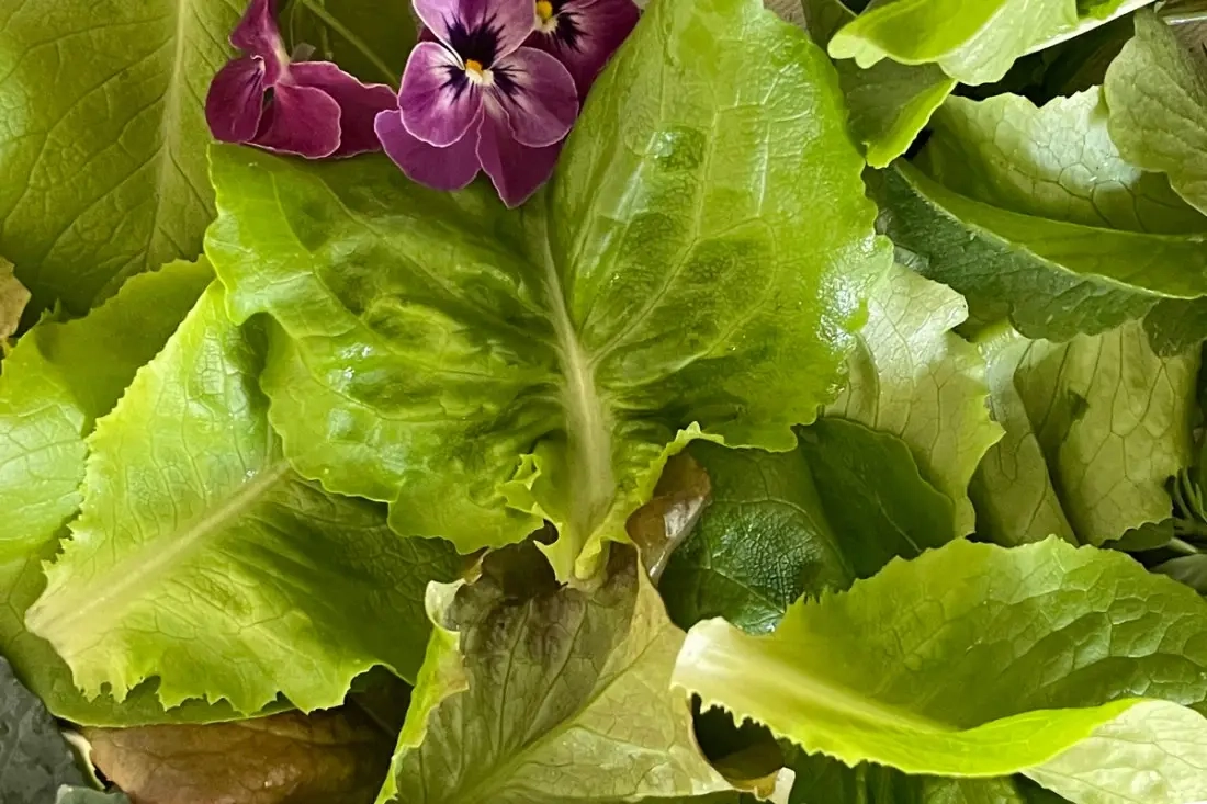 DIY vegetarische was