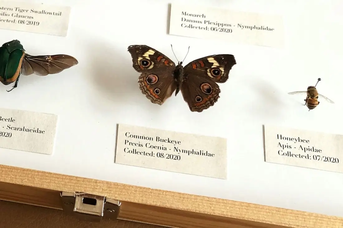 Vlinders en motten vastzetten en bewaren voor weergave