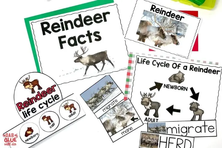 Deze pre-k rendierwetenschapseenheid omvat een verscheidenheid aan dierstudieactiviteiten die perfect zijn voor het winterseizoen!