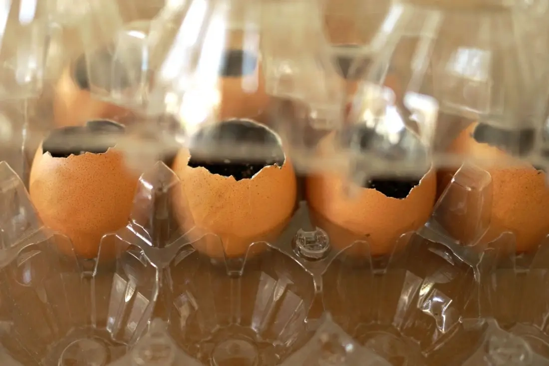 Biologisch afbreekbare eierschaalzaadstarters