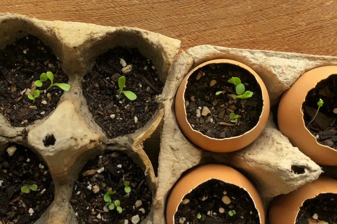 Biologisch afbreekbare eierschaalzaadstarters