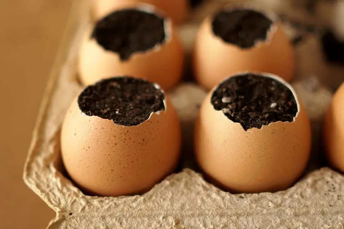 Biologisch afbreekbare eierschaalzaadstarters