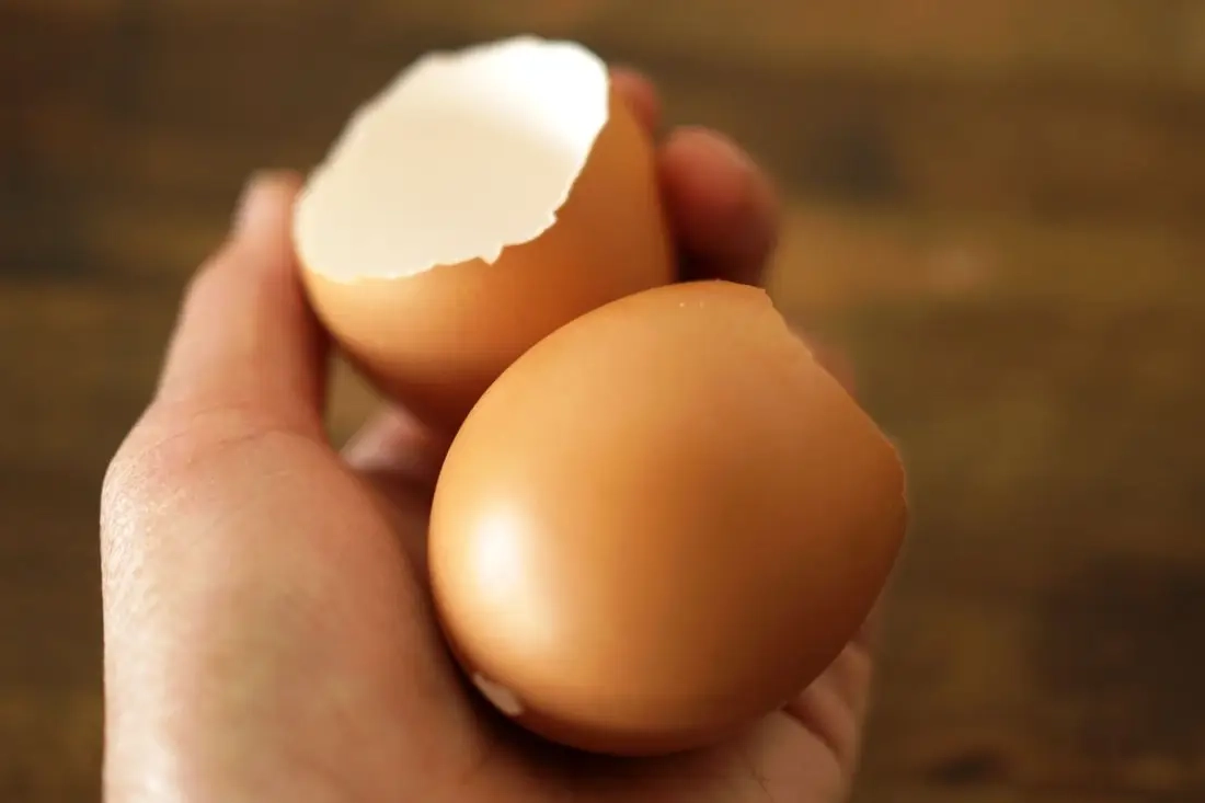 Biologisch afbreekbare eierschaalzaadstarters