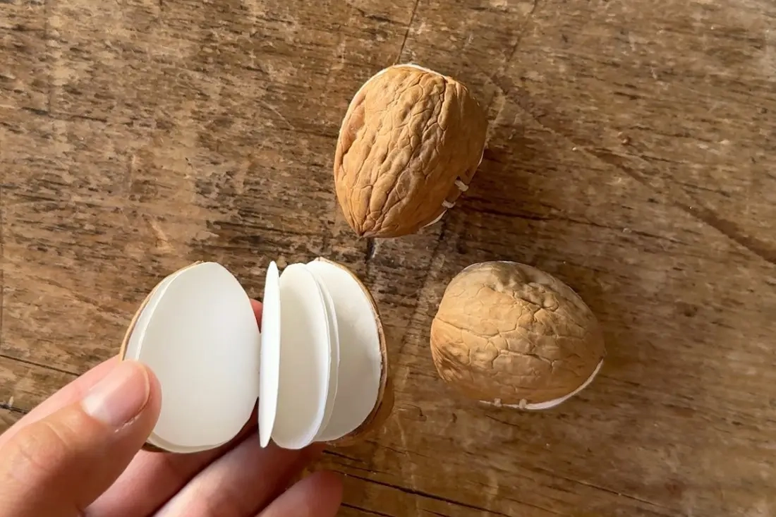 DIY notitieboekjes met notenschelpen