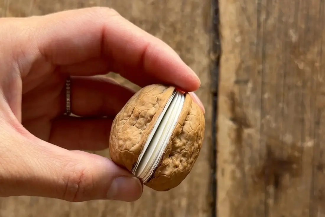 DIY notitieboekjes met notenschelpen